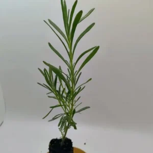 Lavender Live Plant Set (2) – 4-6