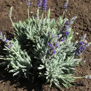 Lavender Live Plant Set (2) – 4-6