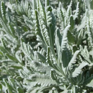 Lavender Live Plant Set (2) – 4-6