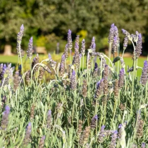 Lavender Live Plant Set (2) – 4-6