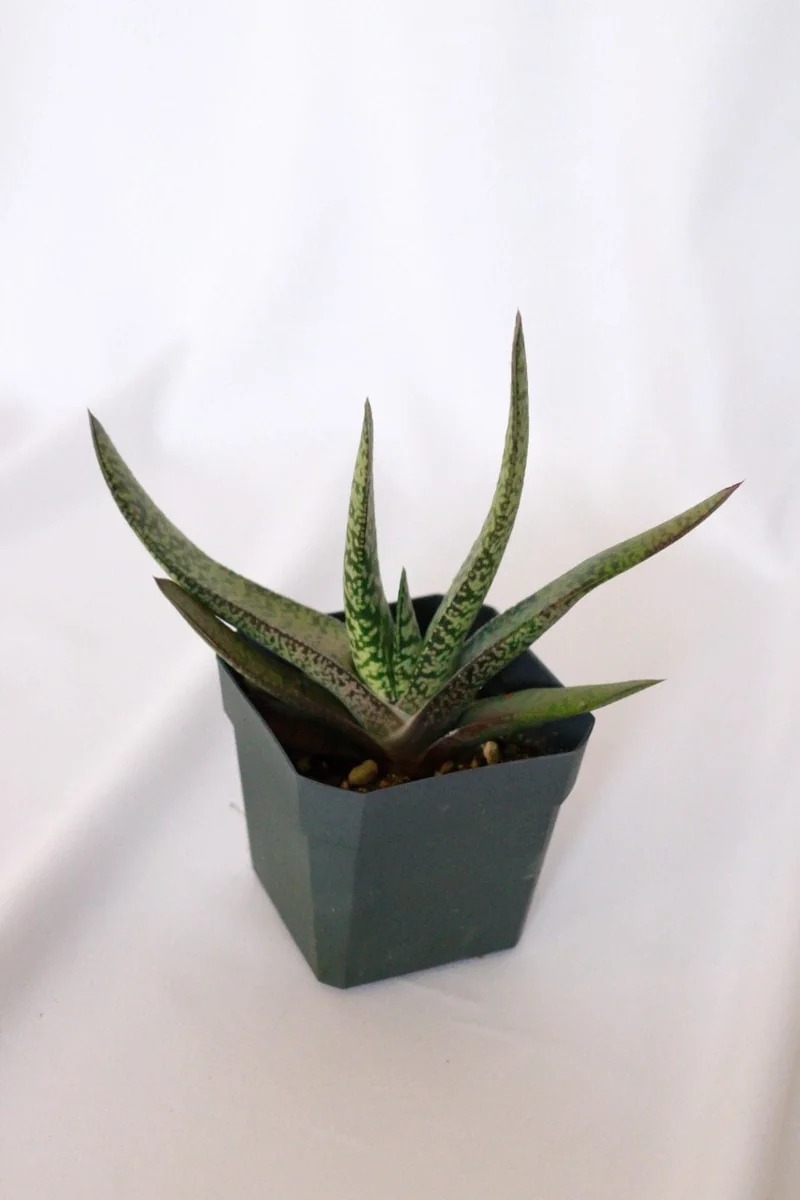 Lawyer's Tongue Gasteria Live Plant – 2 inch Pot – Succulent – Indoor/Outdoor - Image 1