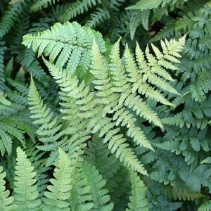 Leatherwood Fern Bulbs – Dryopteris Marginalis – 20 Count – Shade Perennial - Image 2