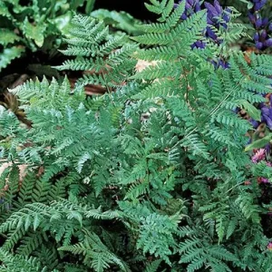 Leatherwood Fern Bulbs – Dryopteris Marginalis – 20 Count – Shade Perennial - Image 3