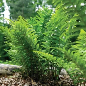 Leatherwood Fern Bulbs – Dryopteris Marginalis – 20 Count – Shade Perennial - Image 1