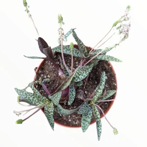 Ledebouria ovatifolia 'Silver Squill' Succulent Live Plant - Image 2