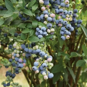 Legacy Blueberry Live Plant (Set of 2) - Northern Highbush - 4-6" Tall - Vaccinium corymbosum - Outdoor or Container - Image 1