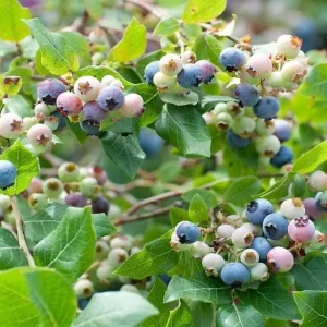 Legacy Blueberry Live Plant (Set of 2) - Northern Highbush - 4-6