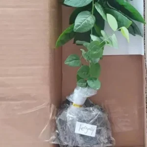 Legacy Blueberry Live Plant (Set of 2) - Northern Highbush - 4-6