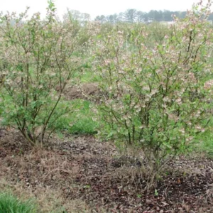 Legacy Blueberry Starter Plug Live Plant - Vaccinium corymbosum - USDA Zones 5-8 - Image 3