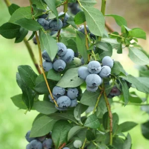 Legacy Blueberry Starter Plug Live Plant - Vaccinium corymbosum - USDA Zones 5-8 - Image 1