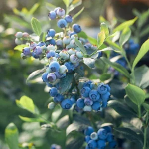 Legacy Blueberry Starter Plug Live Plant - Vaccinium corymbosum - USDA Zones 5-8 - Image 6