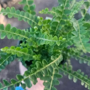 Lemon Button Fern Live Plant – Nephrolepis Cordifolia – 4-6
