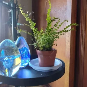 Lemon Button Fern Live Plant – Nephrolepis Cordifolia – 4-6