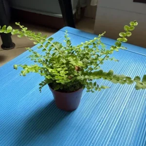 Lemon Button Fern Live Plant – Nephrolepis Cordifolia – 4-6