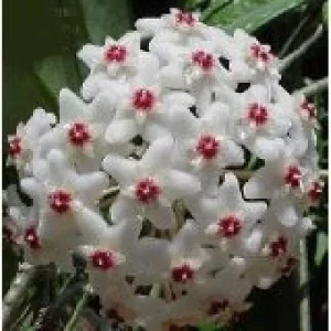 Lemon & Cream Hoya Carnosa Wax Plant - Live House Plant - 4 inch Pot - Image 2