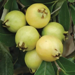 Lemon Guava Live Plant - Tropical Fruit Tree - 4-inch Pot - Psidium littorale - Image 2