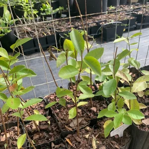 Lemon Guava Tree Live Plant - Tropical Fruit Tree in 4 inch Pot - Image 3