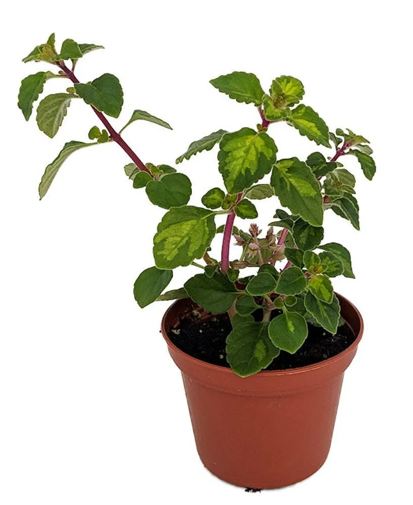 Lemon Lime Kandy Kisses Plant - Live Coleus Relative - 2.5 inch Pot - Indoor/Outdoor - Image 1