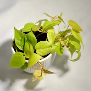 Lemon Lime Philodendron Live Plant – Neon Cordatum – 3 inch Pot – Indoor - Image 1