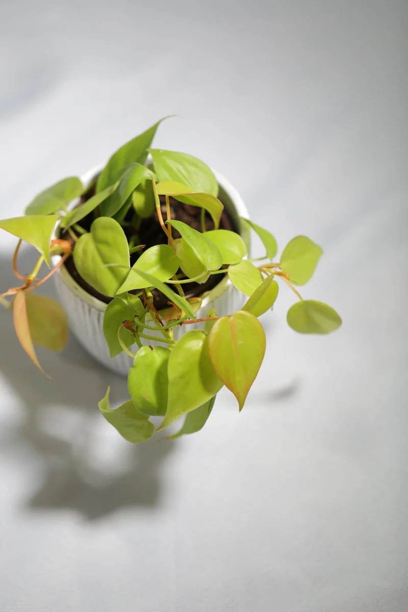 Lemon Lime Philodendron Live Plant – Neon Cordatum – 3 inch Pot – Indoor - Image 4