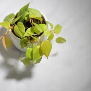 Lemon Lime Philodendron Live Plant – Neon Cordatum – 3 inch Pot – Indoor - Image 5