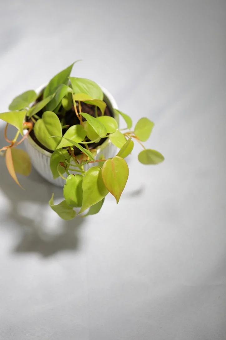 Lemon Lime Philodendron Live Plant – Neon Cordatum – 3 inch Pot – Indoor - Image 5