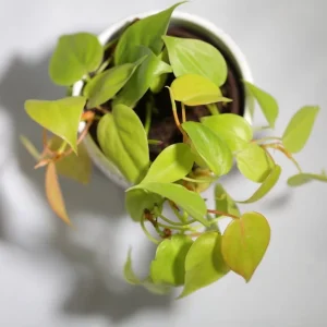 Lemon Lime Philodendron Live Plant – Neon Cordatum – 3 inch Pot – Indoor - Image 6