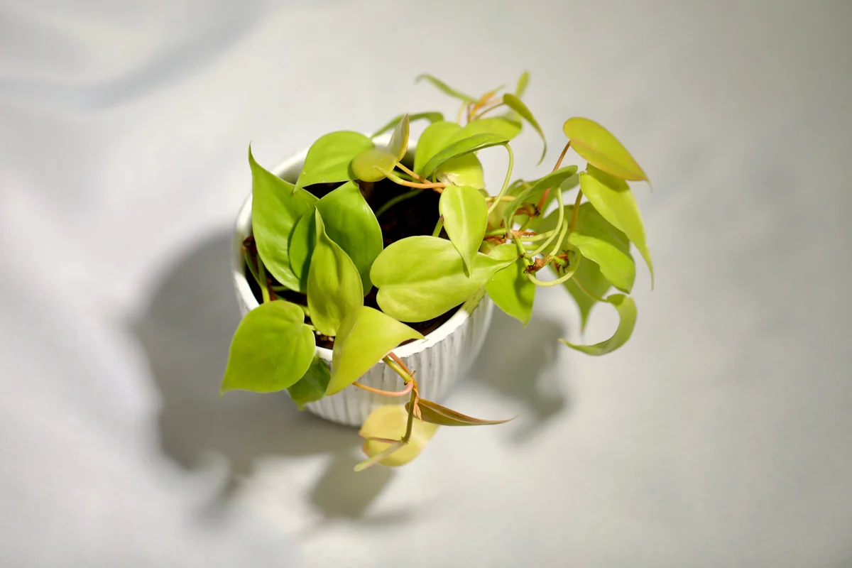 Lemon Lime Philodendron Live Plant – Neon Cordatum – 3 inch Pot – Indoor - Image 7
