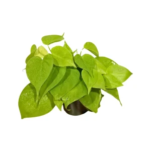 Lemon Lime Philodendron Live Plant – Neon Hederaceum Cordatum – 4 inch Nursery Pot – Indoor - Image 2