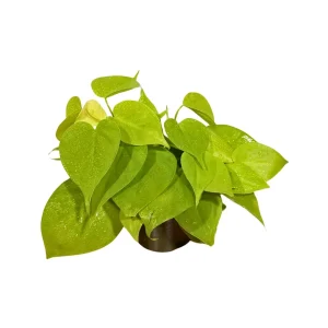 Lemon Lime Philodendron Live Plant – Neon Hederaceum Cordatum – 4 inch Nursery Pot – Indoor - Image 4