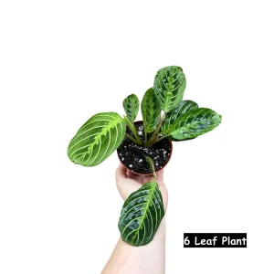 Lemon Lime Prayer Plant - Live Maranta Leuconeura Houseplant - Indoor Air Purifier - Image 1