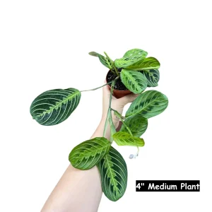 Lemon Lime Prayer Plant - Live Maranta Leuconeura Houseplant - Indoor Air Purifier - Image 2