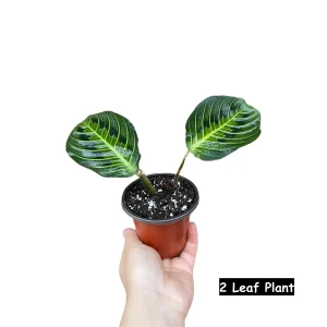 Lemon Lime Prayer Plant - Live Maranta Leuconeura Houseplant - Indoor Air Purifier - Image 3