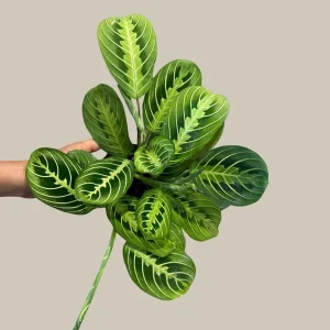 Lemon Lime Prayer Plant Live – Maranta Leuconeura Houseplant – Air Purifier Indoor Plant - Image 3