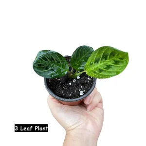 Lemon Lime Prayer Plant - Live Maranta Leuconeura Houseplant - Indoor Air Purifier - Image 4