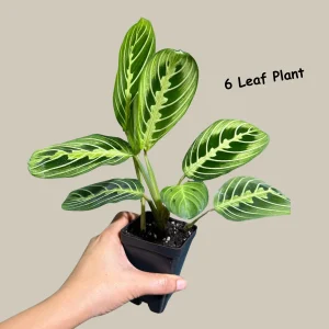 Lemon Lime Prayer Plant Live – Maranta Leuconeura Houseplant – Air Purifier Indoor Plant - Image 4