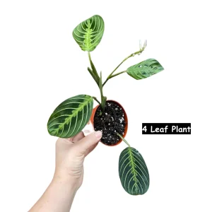 Lemon Lime Prayer Plant - Live Maranta Leuconeura Houseplant - Indoor Air Purifier - Image 5