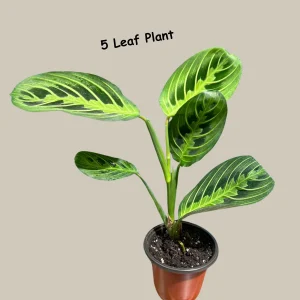 Lemon Lime Prayer Plant Live – Maranta Leuconeura Houseplant – Air Purifier Indoor Plant - Image 5