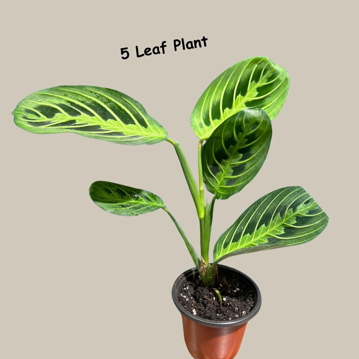 Lemon Lime Prayer Plant Live – Maranta Leuconeura Houseplant – Air Purifier Indoor Plant - Image 5