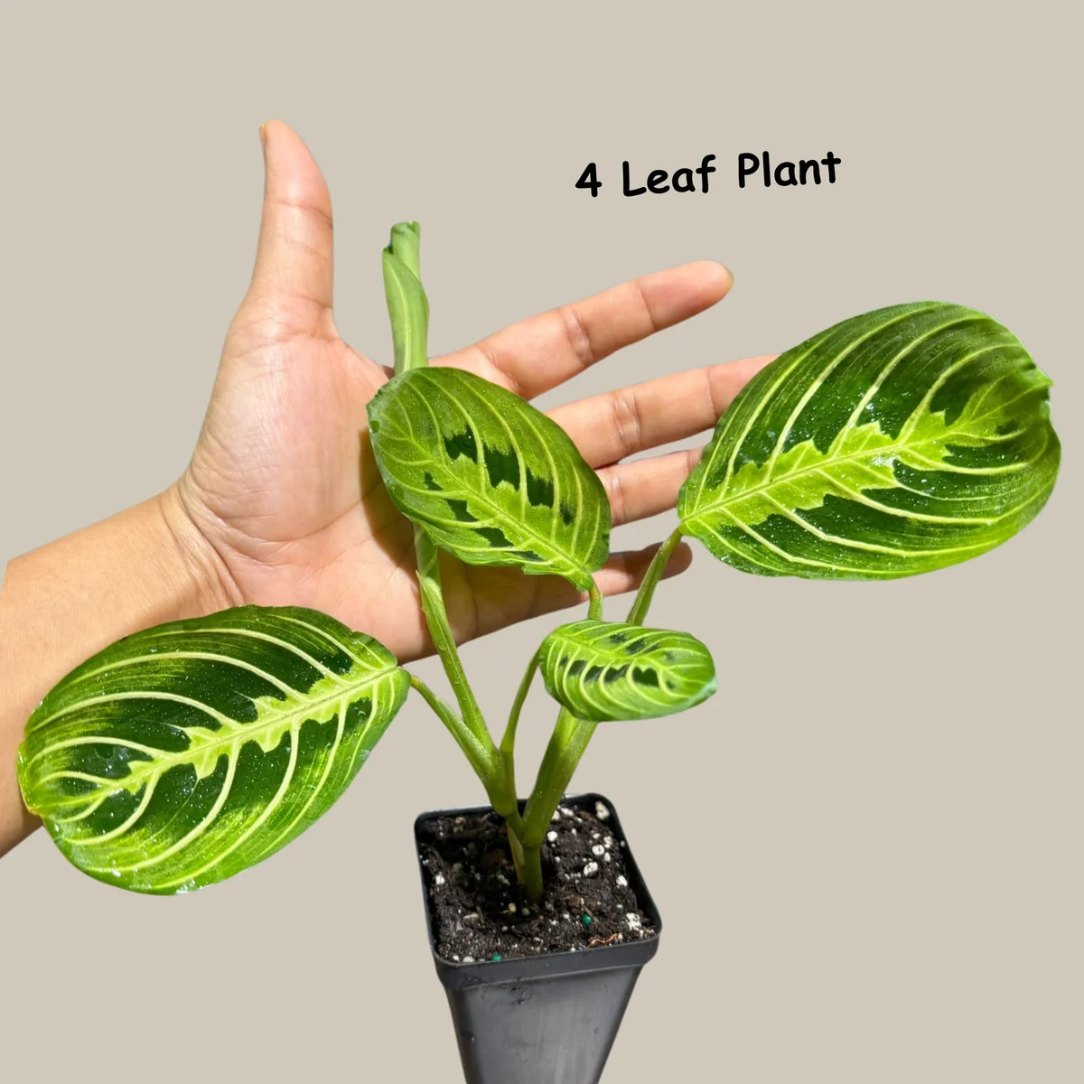 Lemon Lime Prayer Plant Live – Maranta Leuconeura Houseplant – Air Purifier Indoor Plant - Image 7