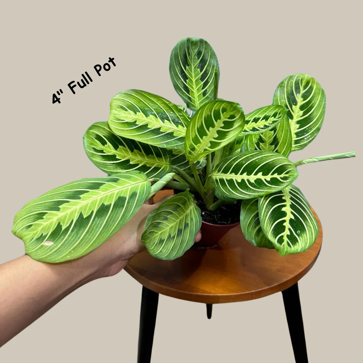 Lemon Lime Prayer Plant Live – Maranta Leuconeura Houseplant – Air Purifier Indoor Plant - Image 1