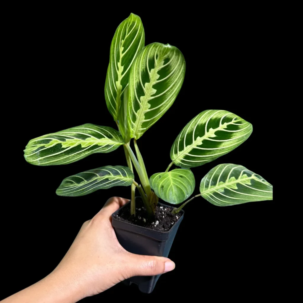 Lemon Lime Prayer Plant 4 Inch - Low Light Indoor Plant