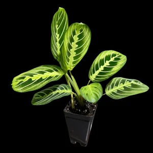 Lemon Lime Prayer Plant Live Plant – 4 Inch Pot – Maranta Leuconeura – Indoor - Image 3
