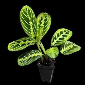 Lemon Lime Prayer Plant Live Plant – 4 Inch Pot – Maranta Leuconeura – Indoor - Image 4