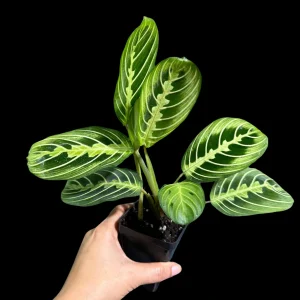 Lemon Lime Prayer Plant Live Plant – 4 Inch Pot – Maranta Leuconeura – Indoor - Image 6
