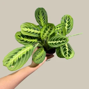 Lemon Lime Prayer Plant – Maranta Leuconeura Live Houseplant – Indoor Air Purifier - Image 1