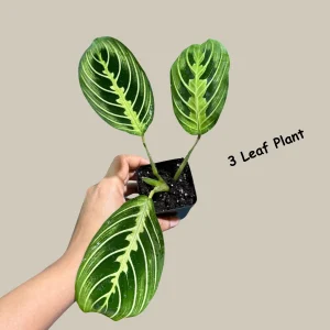 Lemon Lime Prayer Plant – Maranta Leuconeura Live Houseplant – Indoor Air Purifier - Image 6
