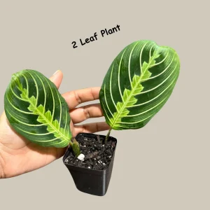 Lemon Lime Prayer Plant – Maranta Leuconeura Live Houseplant – Indoor Air Purifier - Image 7