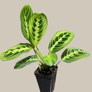 Lemon Lime Prayer Plant – Maranta Leuconeura Live Houseplant – Indoor Air Purifier - Image 9