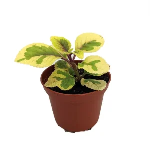 Lemon & Lime Swedish Ivy Live Plant - Plectranthus ciliatus - 2.5 inch Pot - Indoor/Outdoor - Image 1